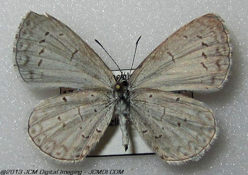 Celastrina argiolus ssp (Georgia)